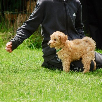chiot Caniche Fauve Archy Elevage zadatis caniche , teckel chiot Caniche Fauve Archy Elevage zadatis caniche , teckel