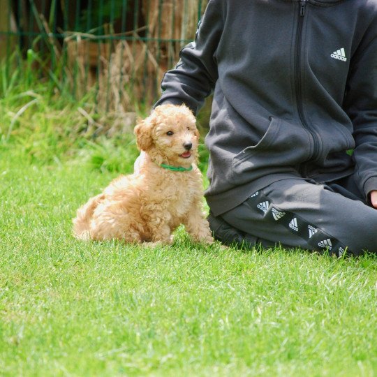 chiot Caniche Fauve Archy Elevage zadatis  caniche , teckel