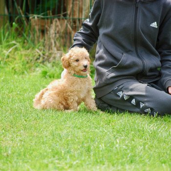 chiot Caniche Fauve Archy Elevage zadatis caniche , teckel chiot Caniche Fauve Archy Elevage zadatis caniche , teckel