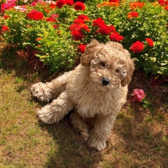 chiot Caniche Fauve Archy Elevage zadatis  caniche , teckel