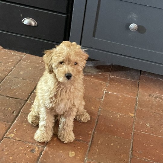 chiot Caniche Fauve Archy Elevage zadatis  caniche , teckel