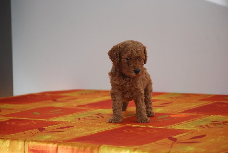 ZADATIS Arhold Mâle Caniche