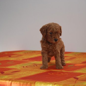 chiot Caniche Fauve Arhold Elevage zadatis  caniche , teckel