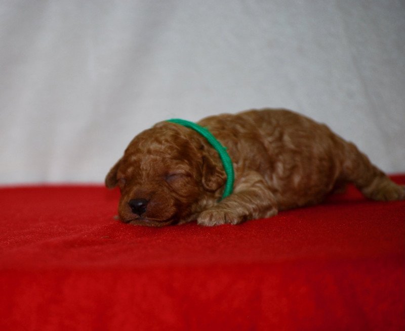 ZADATIS Arhold Mâle Caniche ZADATIS Arhold Mâle Caniche