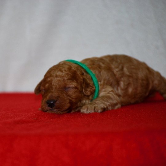 ZADATIS Arhold Mâle Caniche