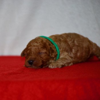 chiot Caniche Fauve Arhold Elevage zadatis  caniche , teckel chiot Caniche Fauve Arhold Elevage zadatis  caniche , teckel