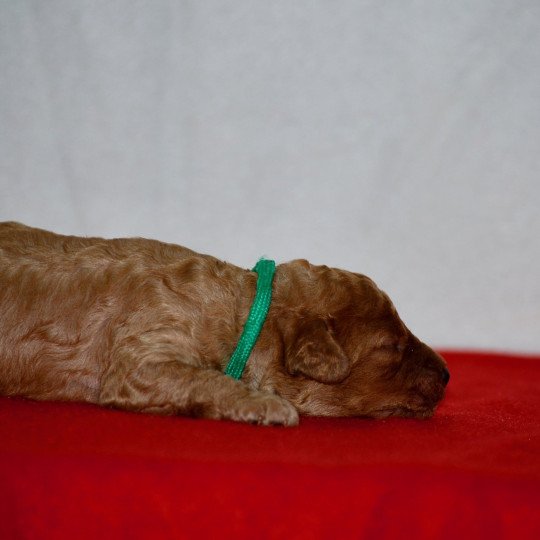 chiot Caniche Fauve Arhold Elevage zadatis  caniche , teckel