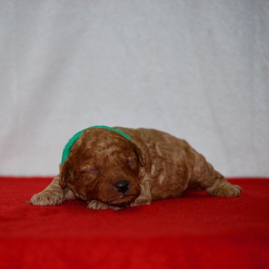 chiot Caniche Fauve Arhold Elevage zadatis  caniche , teckel