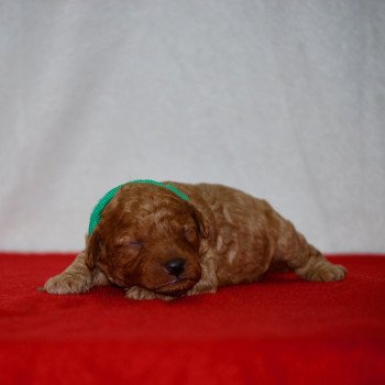 chiot Caniche Fauve Arhold Elevage zadatis  caniche , teckel chiot Caniche Fauve Arhold Elevage zadatis  caniche , teckel