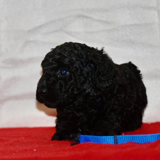 ZADATIS Armand Mâle Caniche