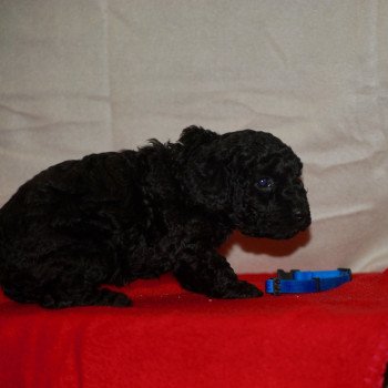 chiot Caniche Noir Armand Elevage zadatis caniche , teckel chiot Caniche Noir Armand Elevage zadatis caniche , teckel