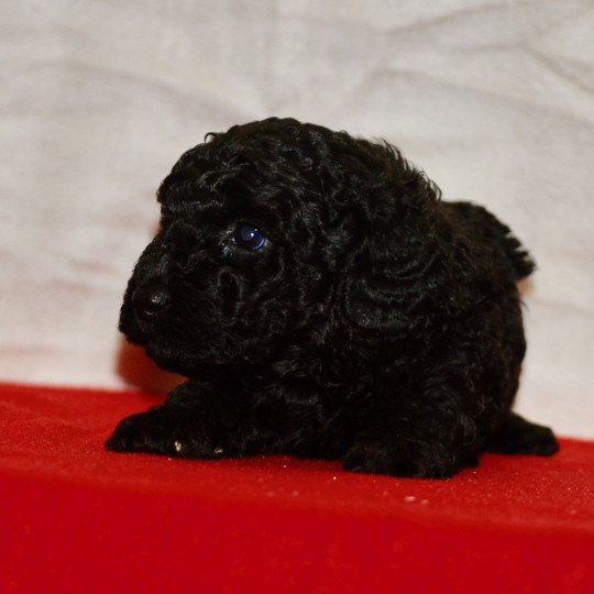 chiot Caniche Noir Armand Elevage zadatis  caniche , teckel