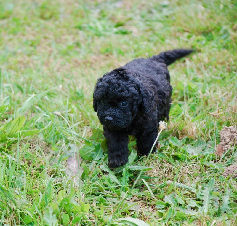 ZADATIS Armand Mâle Caniche