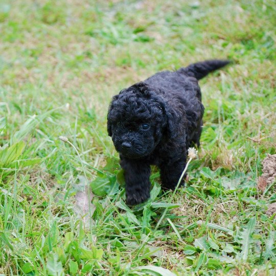 chiot Caniche Noir Armand Elevage zadatis  caniche , teckel