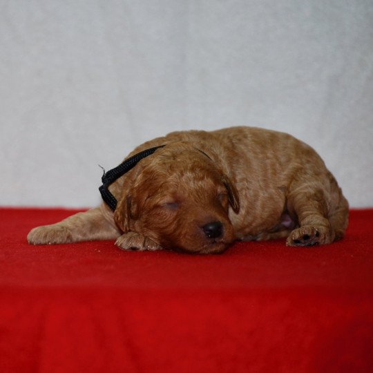 chiot Caniche Fauve Artist Elevage zadatis  caniche , teckel