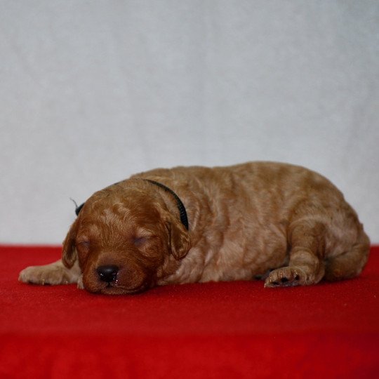 chiot Caniche Fauve Artist Elevage zadatis  caniche , teckel