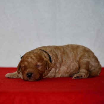 chiot Caniche Fauve Artist Elevage zadatis  caniche , teckel chiot Caniche Fauve Artist Elevage zadatis  caniche , teckel