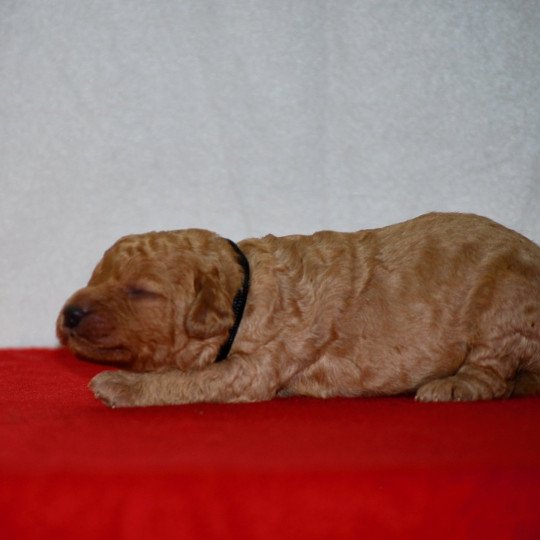 chiot Caniche Fauve Artist Elevage zadatis  caniche , teckel