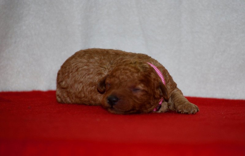 ZADATIS ABBA Femelle Caniche ZADATIS ABBA Femelle Caniche