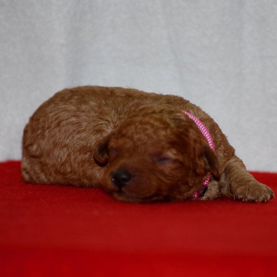 ZADATIS ABBA Femelle Caniche