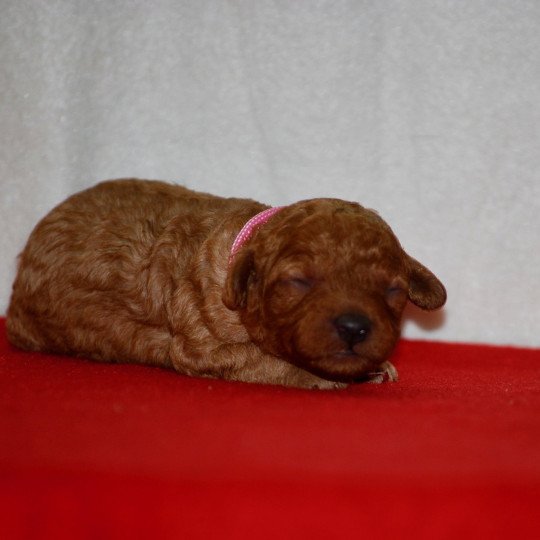 chiot Caniche Fauve ABBA Elevage zadatis  caniche , teckel