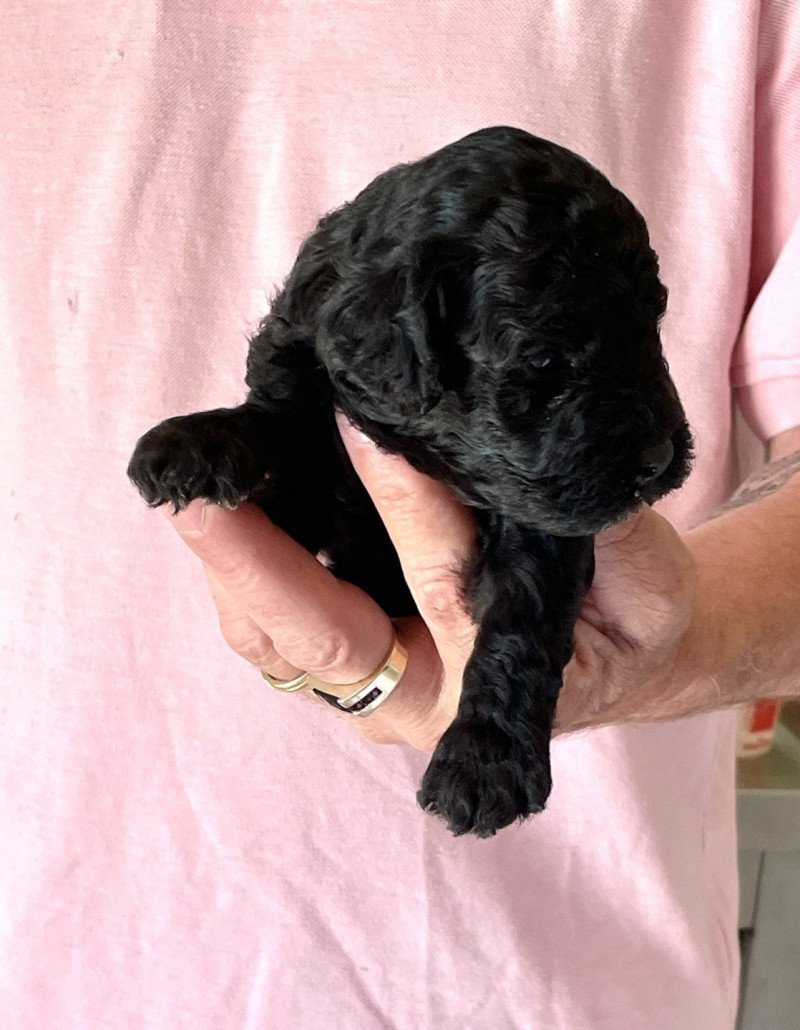 ZADATIS Alicante Mâle Caniche
