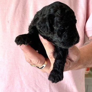 chiot Caniche Noir Alicante Elevage zadatis caniche , teckel chiot Caniche Noir Alicante Elevage zadatis caniche , teckel