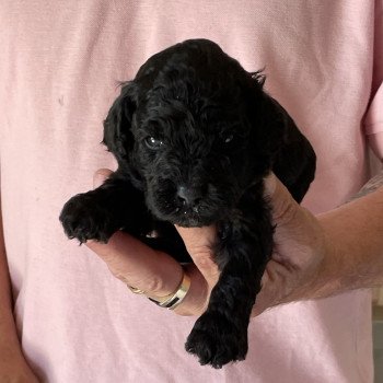 chiot Caniche Noir Alicante Elevage zadatis caniche , teckel chiot Caniche Noir Alicante Elevage zadatis caniche , teckel