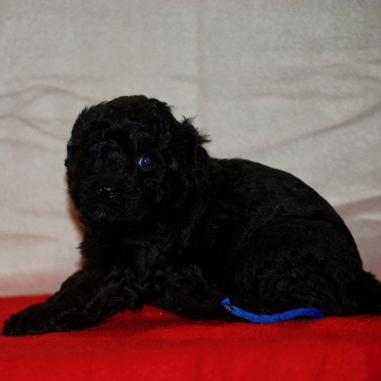 chiot Caniche Noir Alfred Elevage zadatis  caniche , teckel