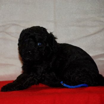 chiot Caniche Noir Alfred Elevage zadatis caniche , teckel chiot Caniche Noir Alfred Elevage zadatis caniche , teckel