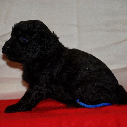 chiot Caniche Noir Alfred Elevage zadatis  caniche , teckel