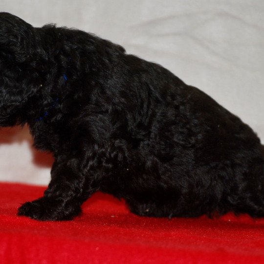 chiot Caniche Noir Alfred Elevage zadatis  caniche , teckel