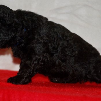 chiot Caniche Noir Alfred Elevage zadatis caniche , teckel chiot Caniche Noir Alfred Elevage zadatis caniche , teckel