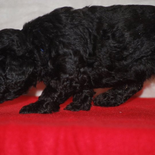 chiot Caniche Noir Alfred Elevage zadatis  caniche , teckel