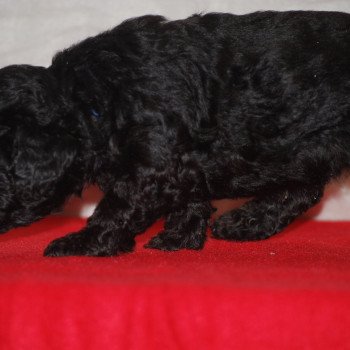 chiot Caniche Noir Alfred Elevage zadatis caniche , teckel chiot Caniche Noir Alfred Elevage zadatis caniche , teckel