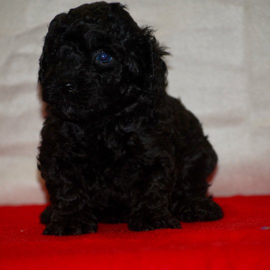 ZADATIS Alfred Mâle Caniche