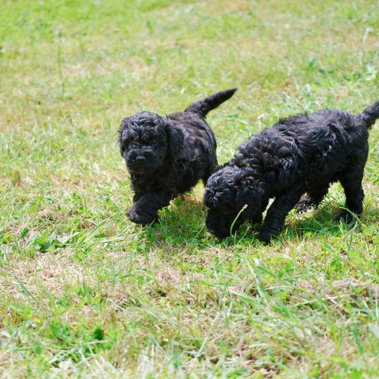 chiot Caniche Noir Alfred Elevage zadatis  caniche , teckel