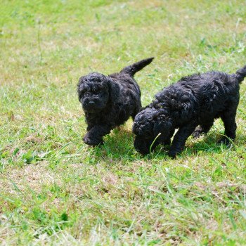 chiot Caniche Noir Alfred Elevage zadatis caniche , teckel chiot Caniche Noir Alfred Elevage zadatis caniche , teckel