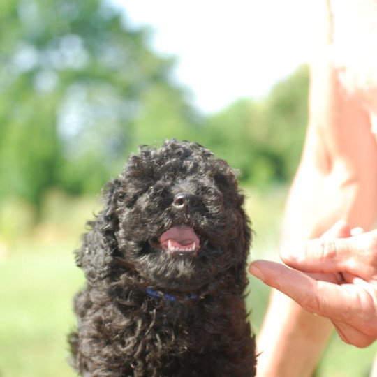 chiot Caniche Noir Alto Elevage zadatis  caniche , teckel