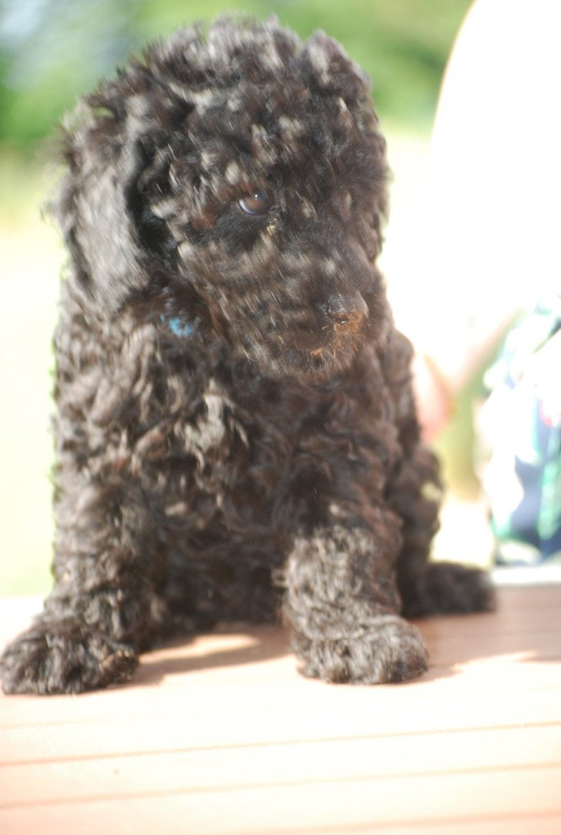 ZADATIS Alto Mâle Caniche