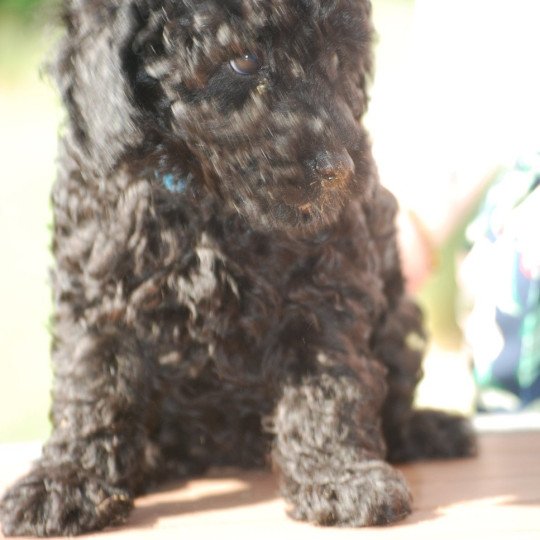 chiot Caniche Noir Alto Elevage zadatis  caniche , teckel