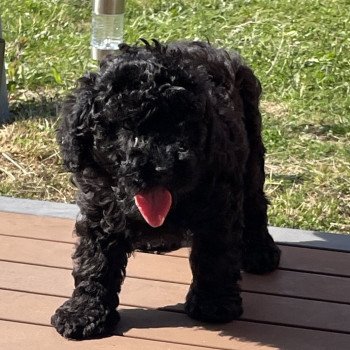 chiot Caniche Noir Alto Elevage zadatis caniche , teckel chiot Caniche Noir Alto Elevage zadatis caniche , teckel