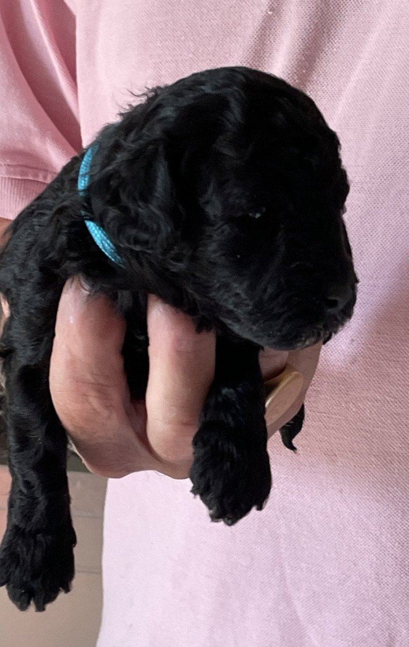 ZADATIS Aunord Mâle Caniche
