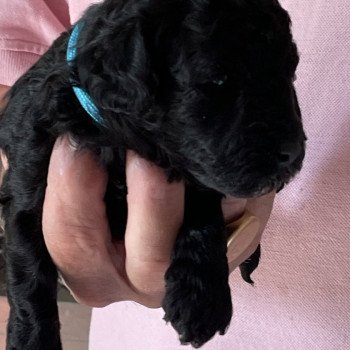 chiot Caniche Noir Aunord Elevage zadatis caniche , teckel chiot Caniche Noir Aunord Elevage zadatis caniche , teckel