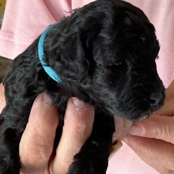 chiot Caniche Noir Aunord Elevage zadatis caniche , teckel chiot Caniche Noir Aunord Elevage zadatis caniche , teckel