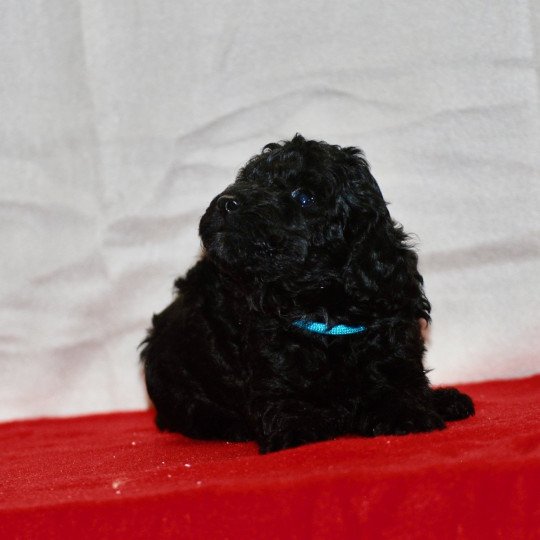 chiot Caniche Noir Apollo Elevage zadatis  caniche , teckel