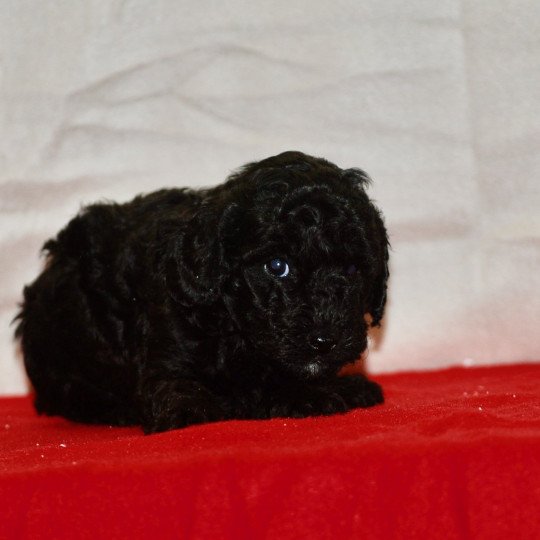 chiot Caniche Noir Apollo Elevage zadatis  caniche , teckel