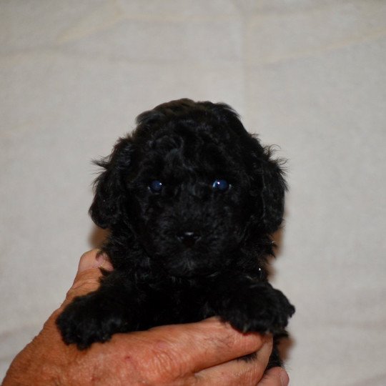 chiot Caniche Noir Apollo Elevage zadatis  caniche , teckel