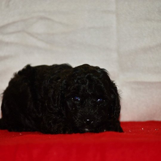 chiot Caniche Noir Apollo Elevage zadatis  caniche , teckel