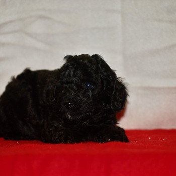 chiot Caniche Noir Apollo Elevage zadatis caniche , teckel chiot Caniche Noir Apollo Elevage zadatis caniche , teckel